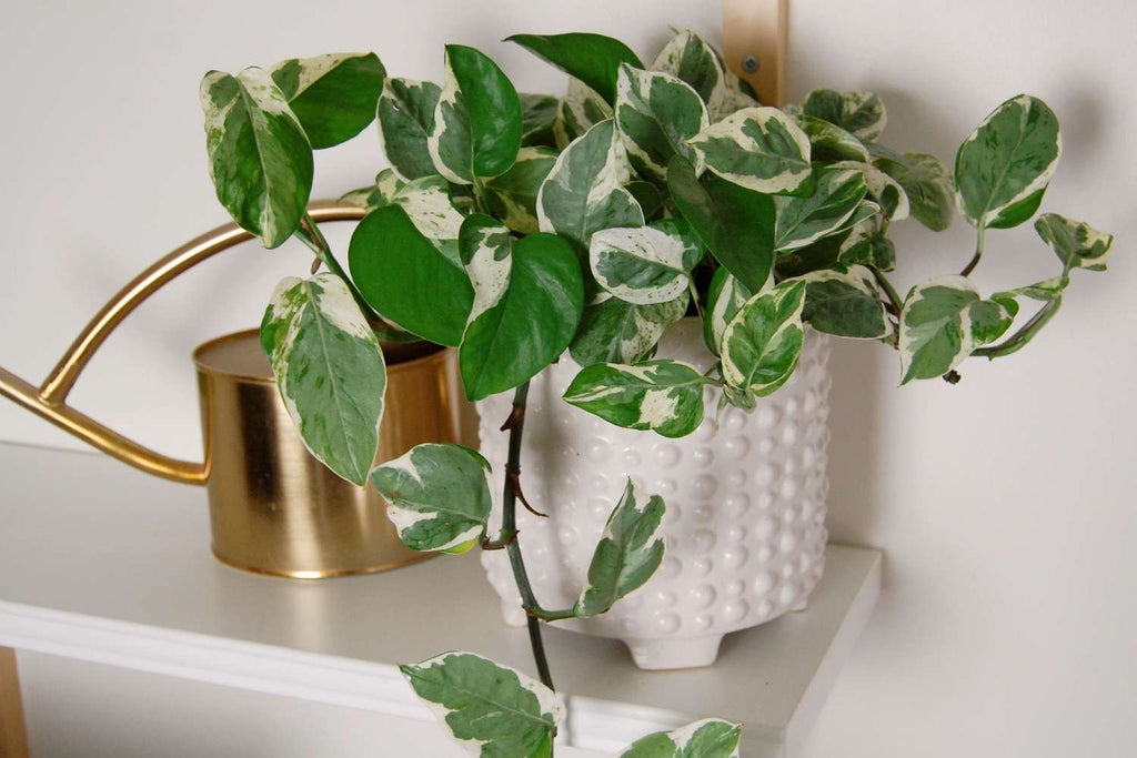 Epipremnum Aureum 'Pearls & Jade"