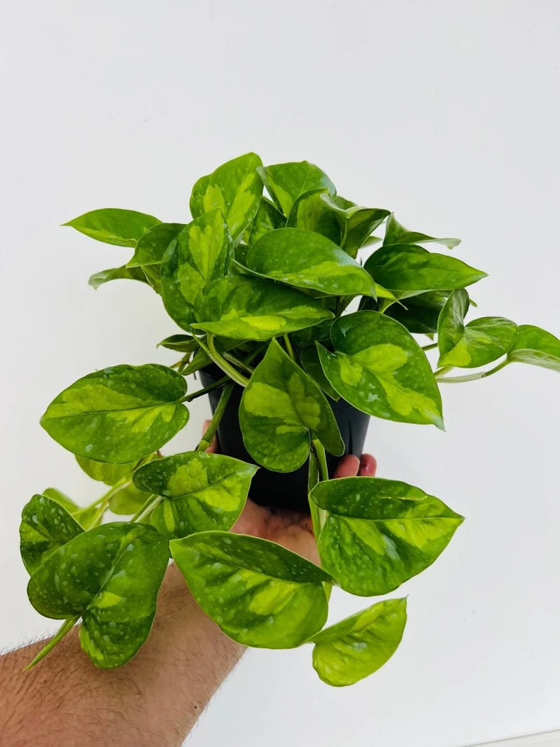 Epipremnum Aureum "Global Green"
