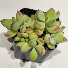 Cotyledon pendens - Cliff Cotyledon 2"