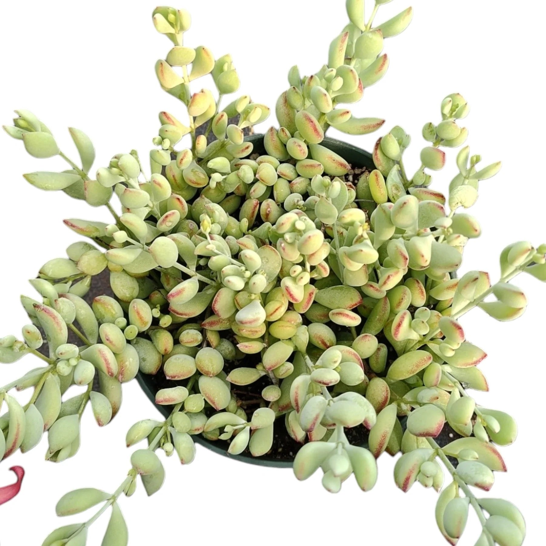 Cotyledon pendens - Cliff Cotyledon 2"
