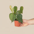 Philodendron Burle Marx Fantasy - 4"