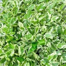 Epipremnum Aureum 'Pearls & Jade"