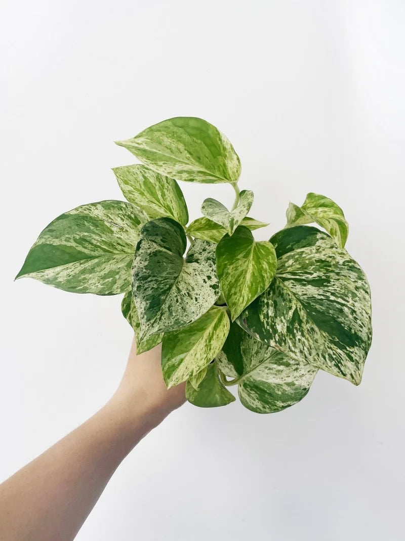 Epipremnum Aureum Marble Queen