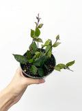 Hoya Krohniana Black - Exotic Hoya in 4" Pot