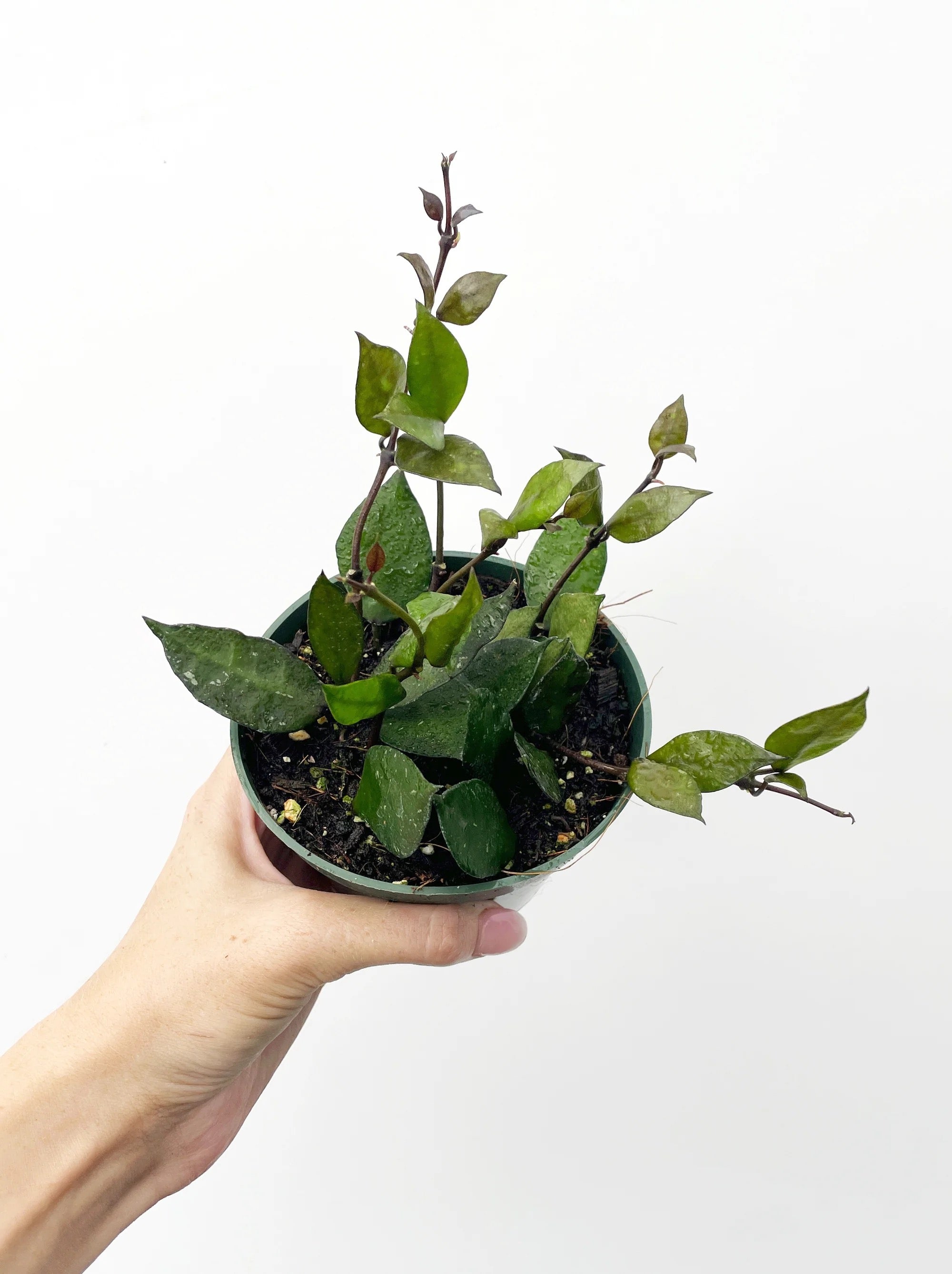 Hoya Krohniana Black - Exotic Hoya in 4" Pot