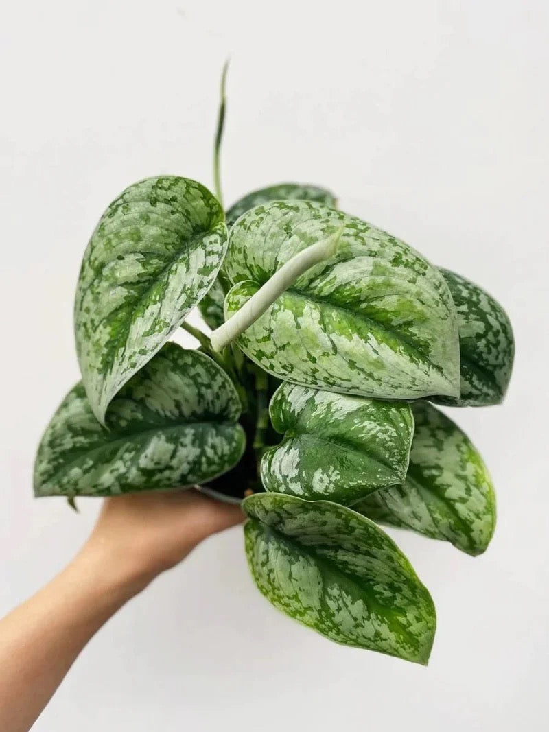 Scindapsus Pictus "Silver Satin" - Stunning Satin Pothos - Trailing Foliage - 4" Pot