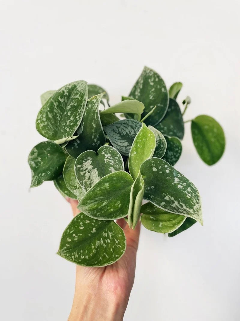 Scindapsus Pictus "Silvery Ann" - Stunning Satin Pothos - Trailing Foliage - 4" Pot