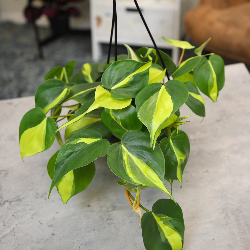 Philodendron (Brasil) Hederaceum