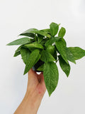 Epipremnum PInnatum Cebu Blue
