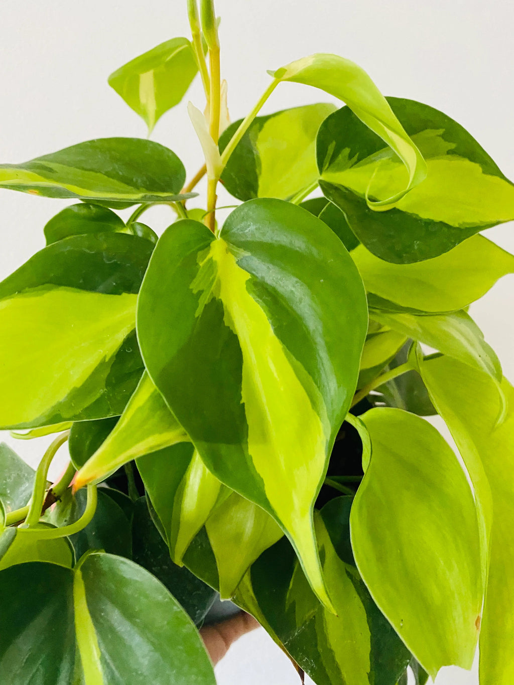 Philodendron (Brasil) Hederaceum