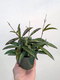 Hoya Wayetii