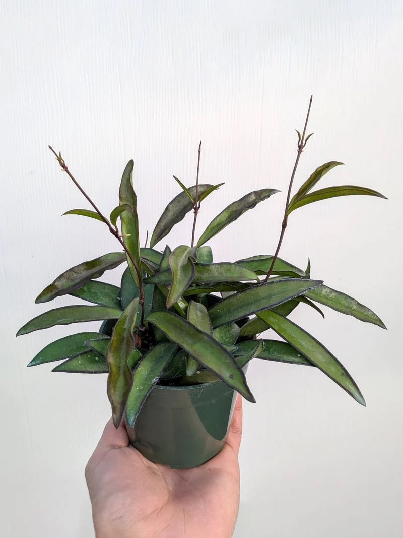 Hoya Wayetii