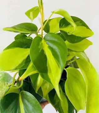 Philodendron (Brasil) Hederaceum