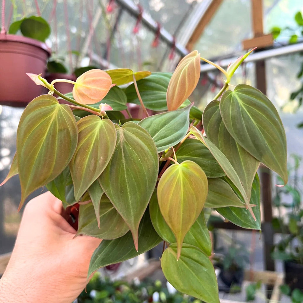 Velvet Philodendron Micans Live Houseplant - 4"