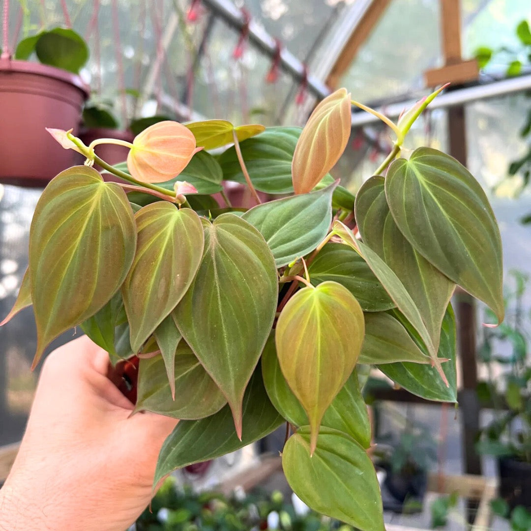 Velvet Philodendron Micans Live Houseplant - 4"