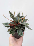 Peperomia caperata 'Rosso'