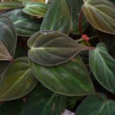Velvet Philodendron Micans Live Houseplant - 4"