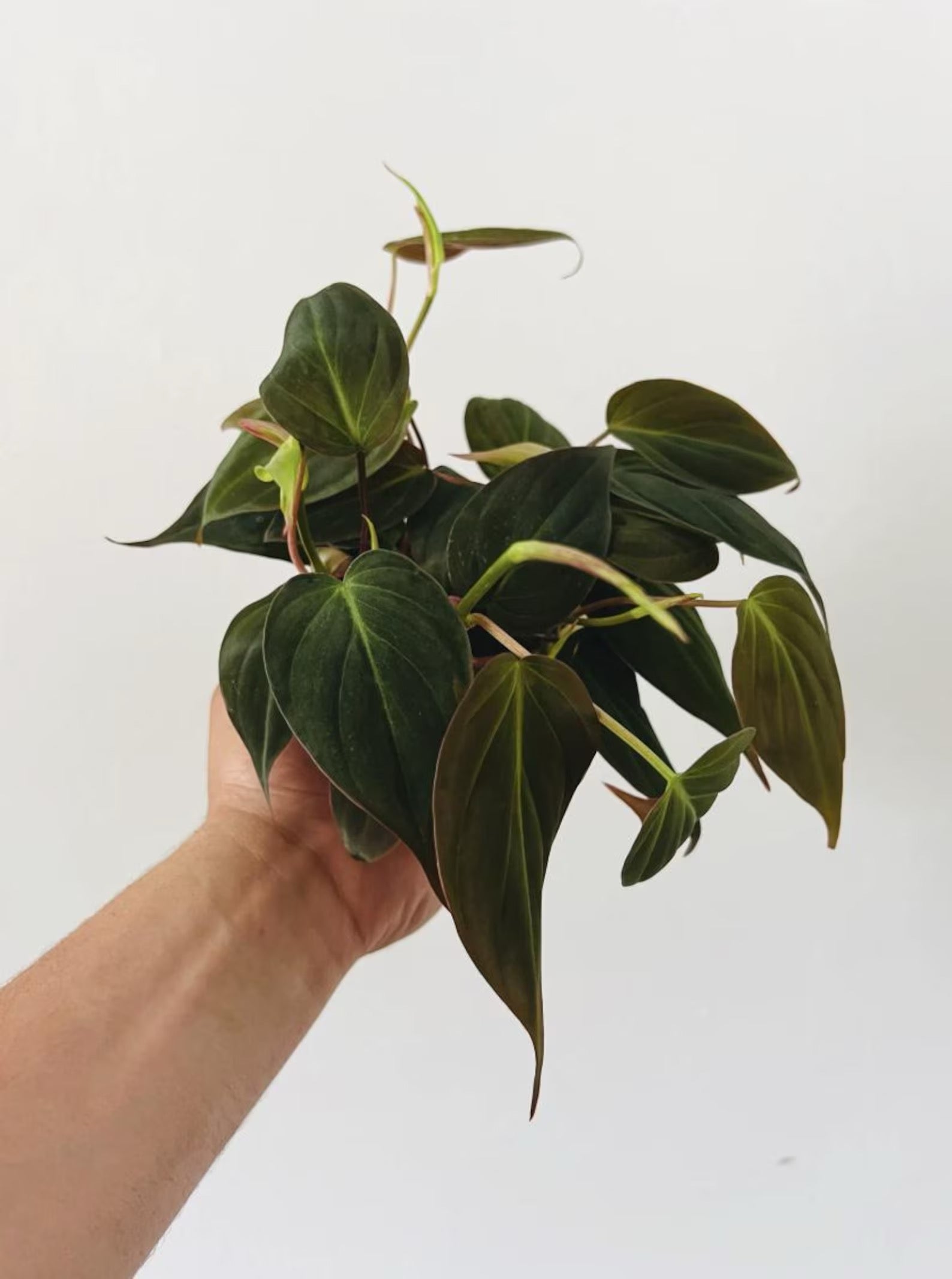 Velvet Philodendron Micans Live Houseplant - 4"