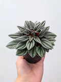 Peperomia 'San Marino'