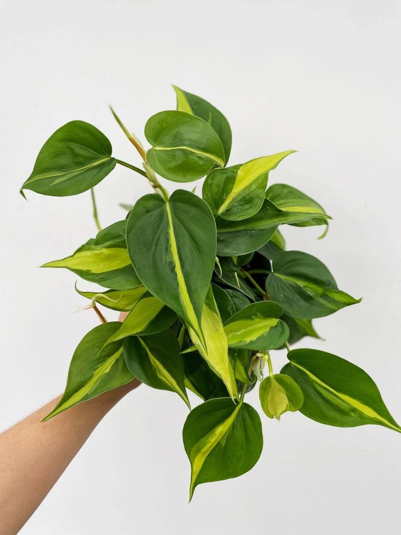 Philodendron (Brasil) Hederaceum