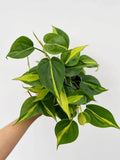 Philodendron (Brasil) Hederaceum