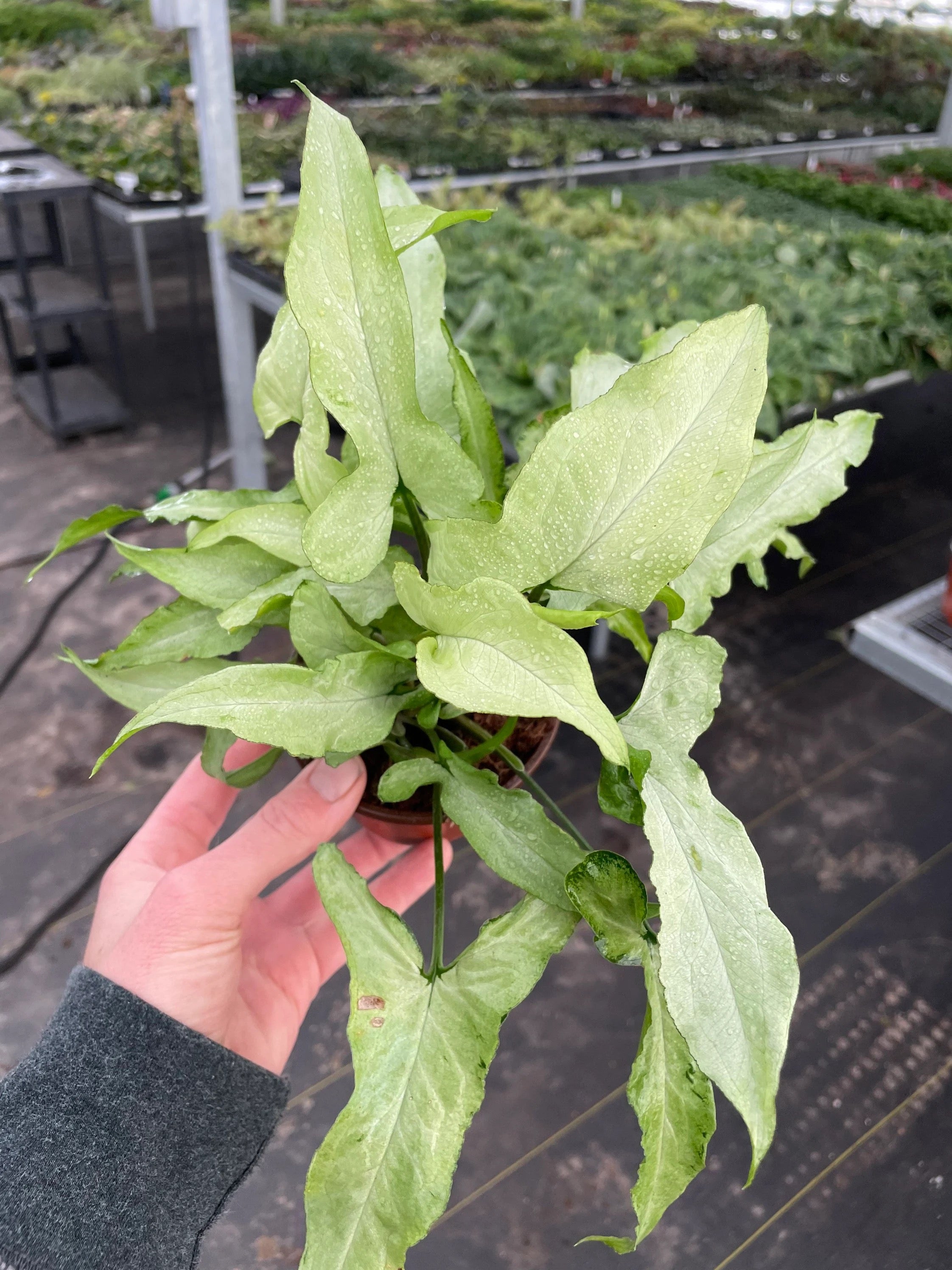 Syngonium 'Silver Fox' - 4"