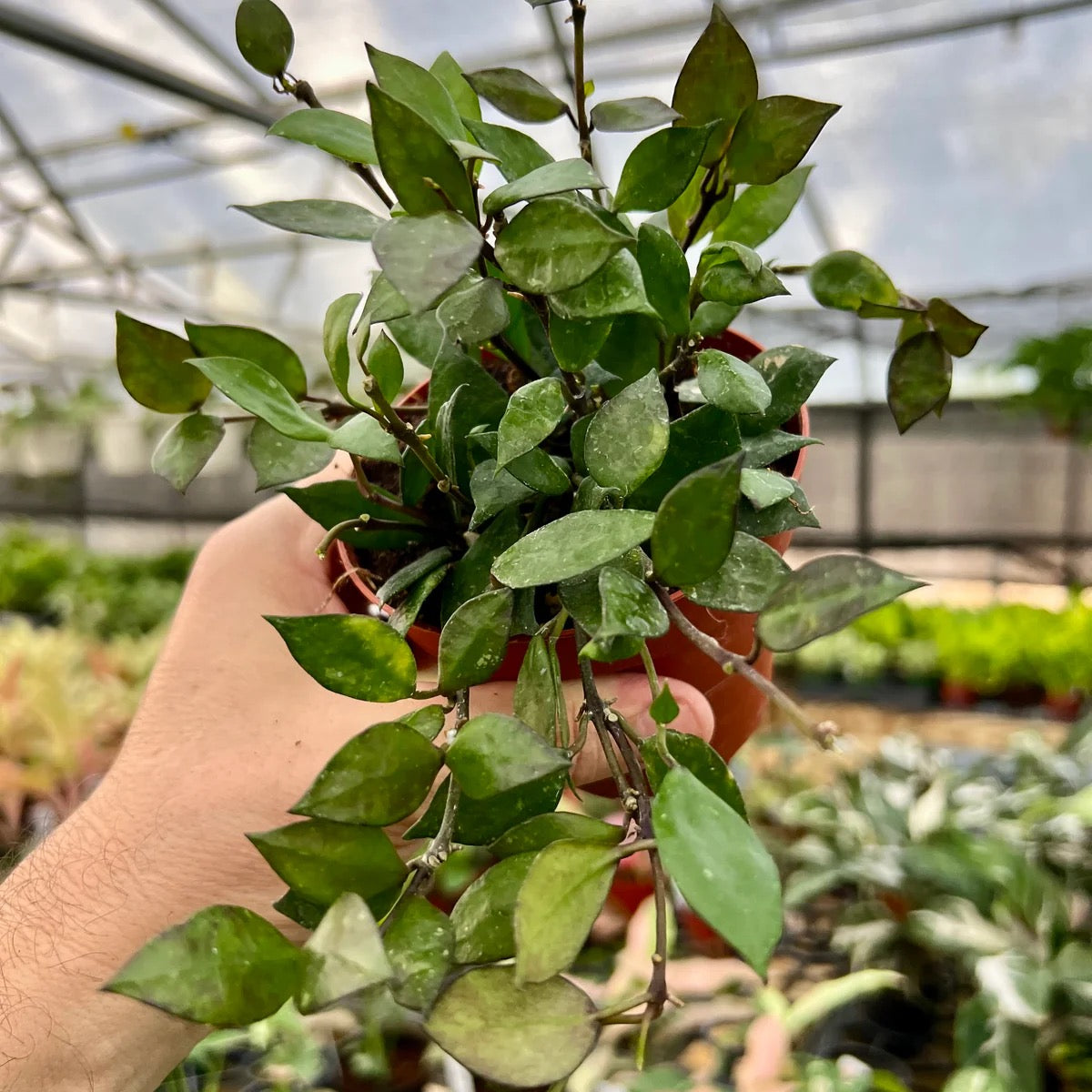 Hoya Krohniana Black - Exotic Hoya in 4" Pot