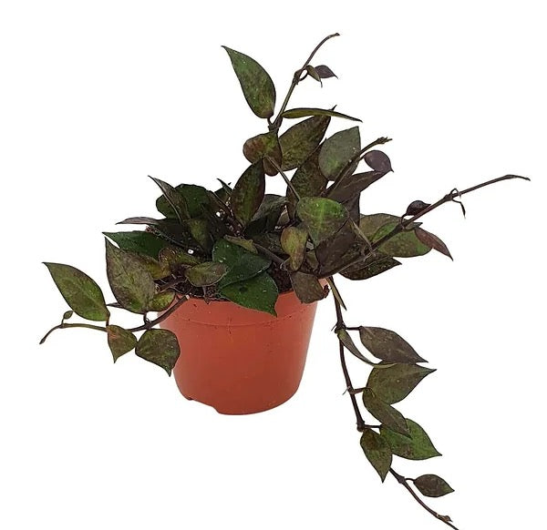 Hoya Krohniana Black - Exotic Hoya in 4" Pot