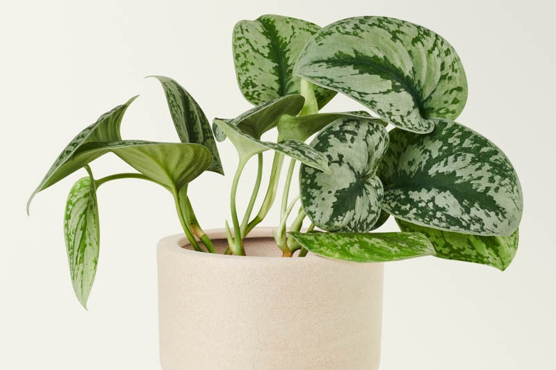 Scindapsus Pictus "Silver Satin" - Stunning Satin Pothos - Trailing Foliage - 4" Pot