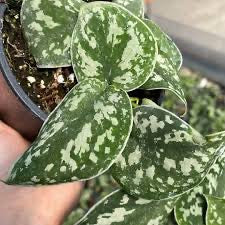 Scindapsus Pictus "Silver Satin" - Stunning Satin Pothos - Trailing Foliage - 4" Pot