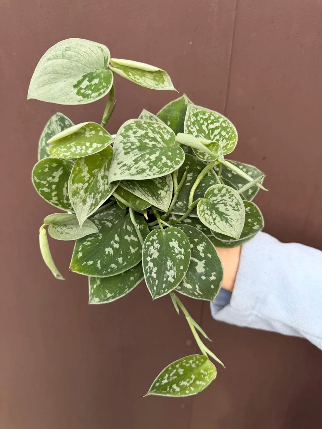 Scindapsus Pictus "Silvery Ann" - Stunning Satin Pothos - Trailing Foliage - 4" Pot