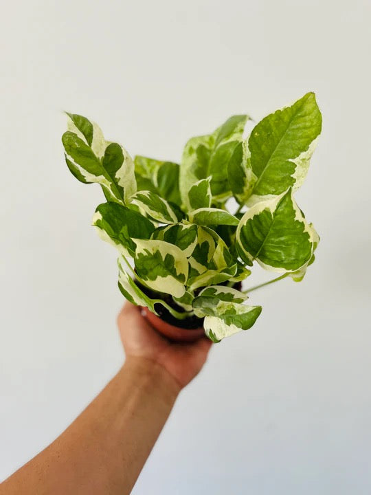 Epipremnum Aureum 'Pearls & Jade"