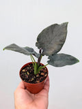 Alocasia chienlii 'Antoro Velvet' (Elephant Ear)