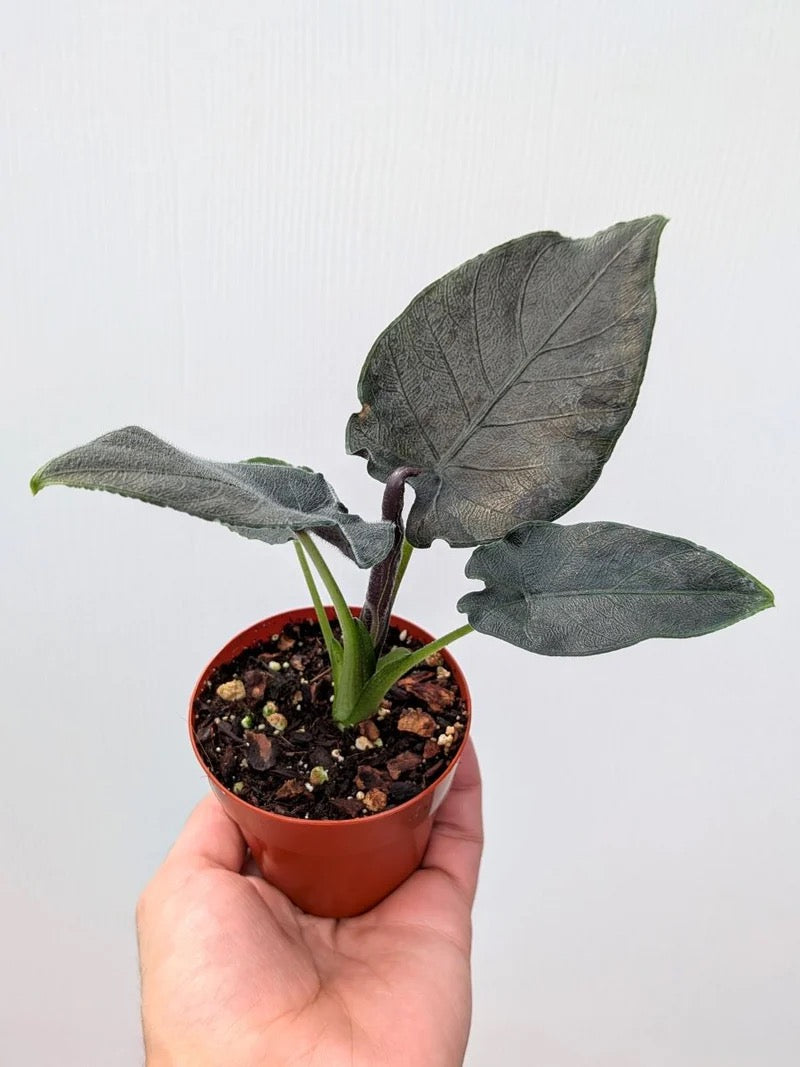 Alocasia chienlii 'Antoro Velvet' (Elephant Ear)