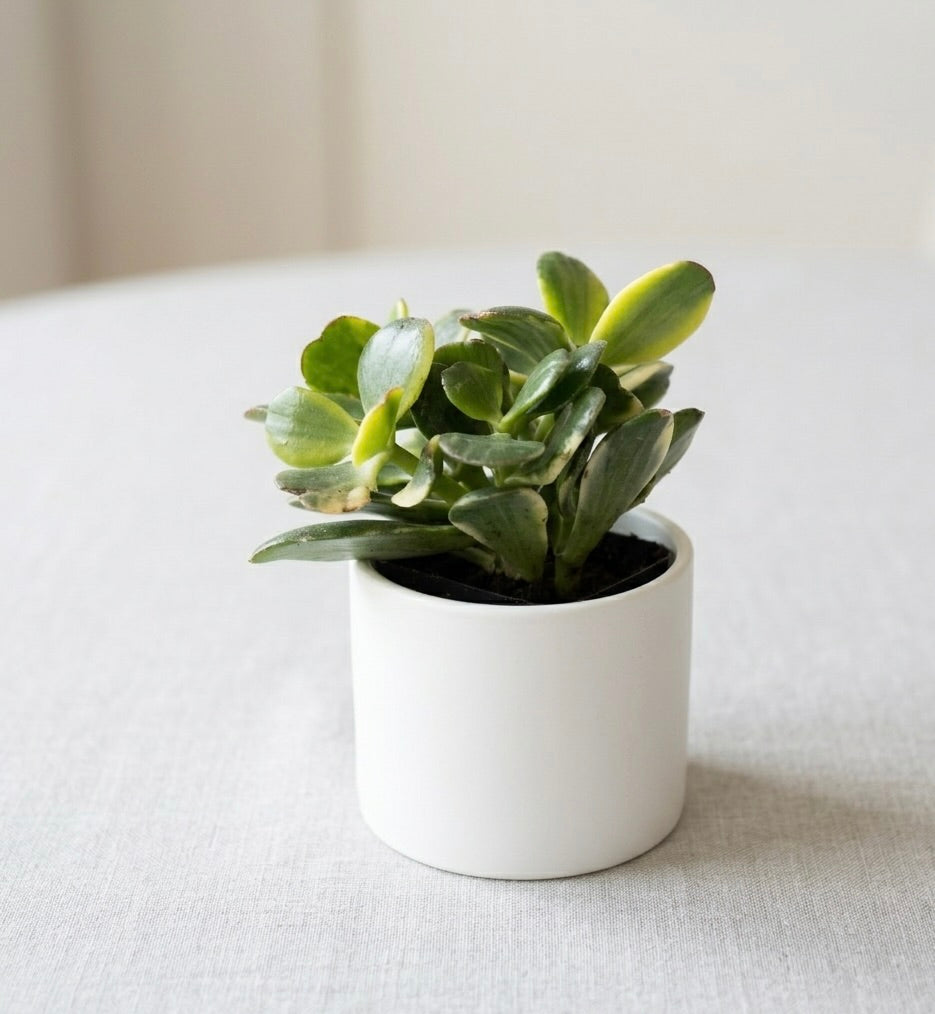 Variegated Jade (Crassula ovata 'Variegata')