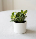 Variegated Jade (Crassula ovata 'Variegata')