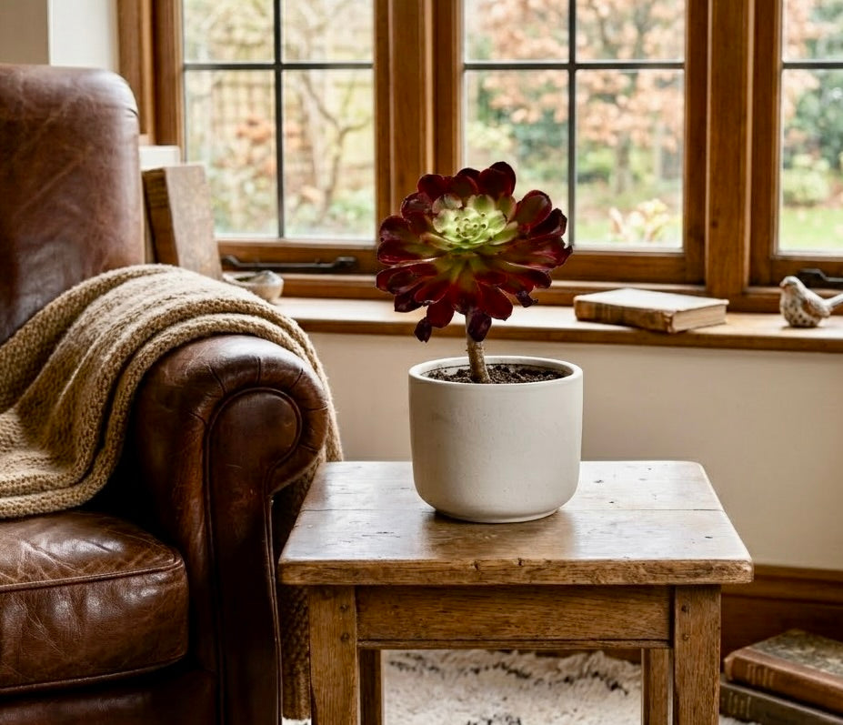 Aeonium Succulent Plant: Rose-like Rosettes, Striking Foliage, Elegant Home Decor