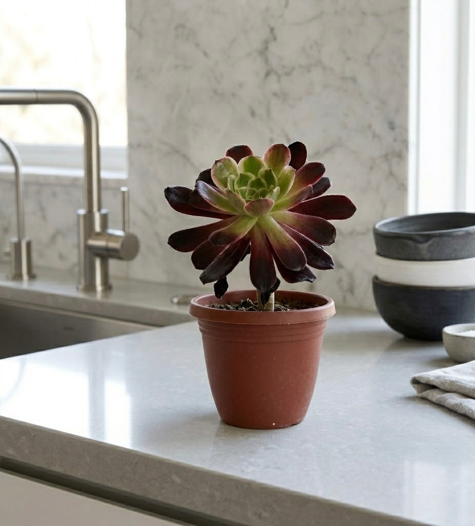 Aeonium Succulent Plant: Rose-like Rosettes, Striking Foliage, Elegant Home Decor