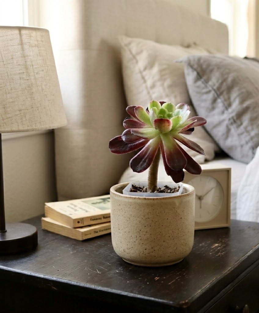 Aeonium Succulent Plant: Rose-like Rosettes, Striking Foliage, Elegant Home Decor