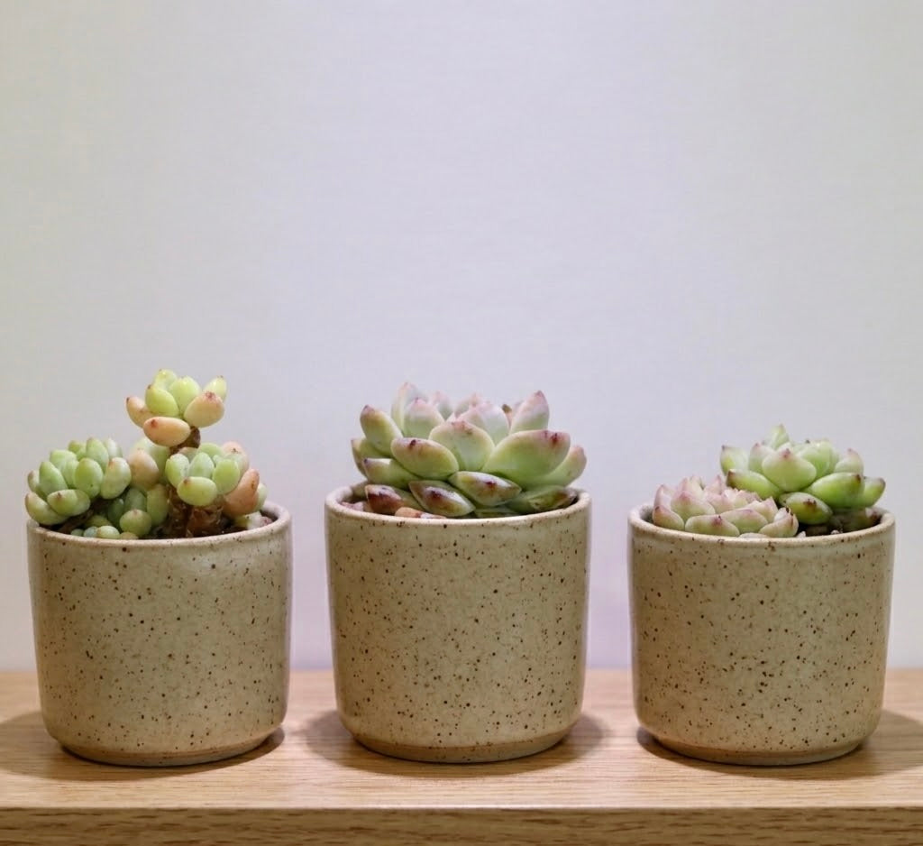 Assorted Succulents 2"