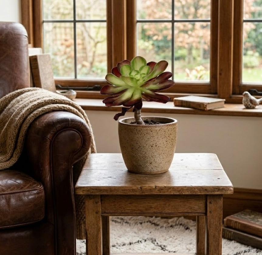 Aeonium Succulent Plant: Rose-like Rosettes, Striking Foliage, Elegant Home Decor