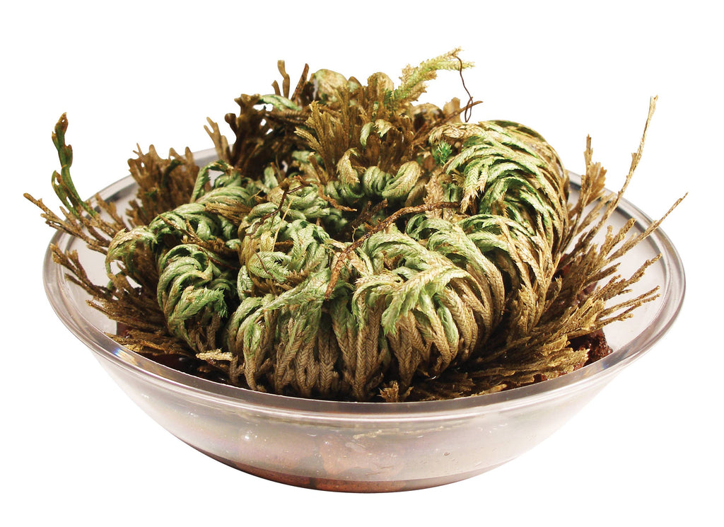 Resurrection Plant