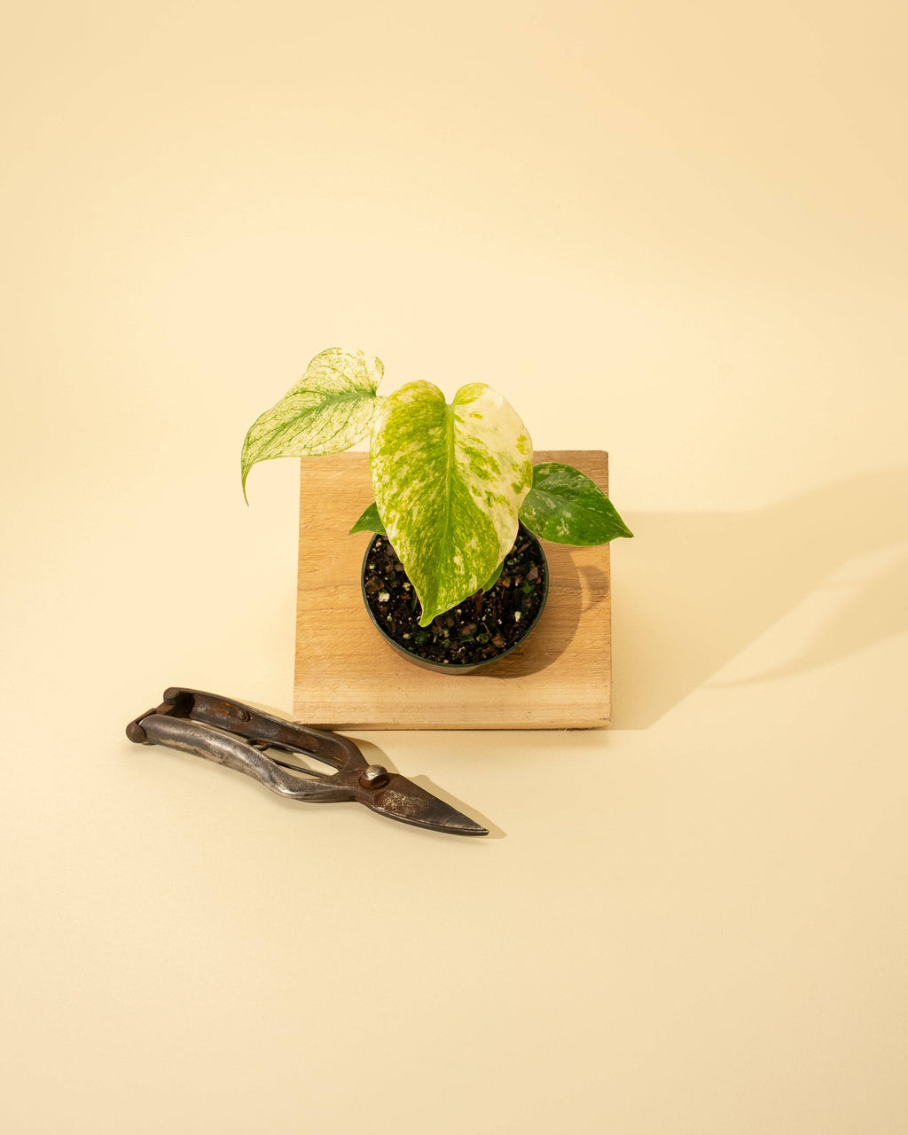 Monstera Mint in 4" Pot - New Leaves Emerging Minty Green