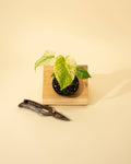 Monstera Mint in 4" Pot - New Leaves Emerging Minty Green