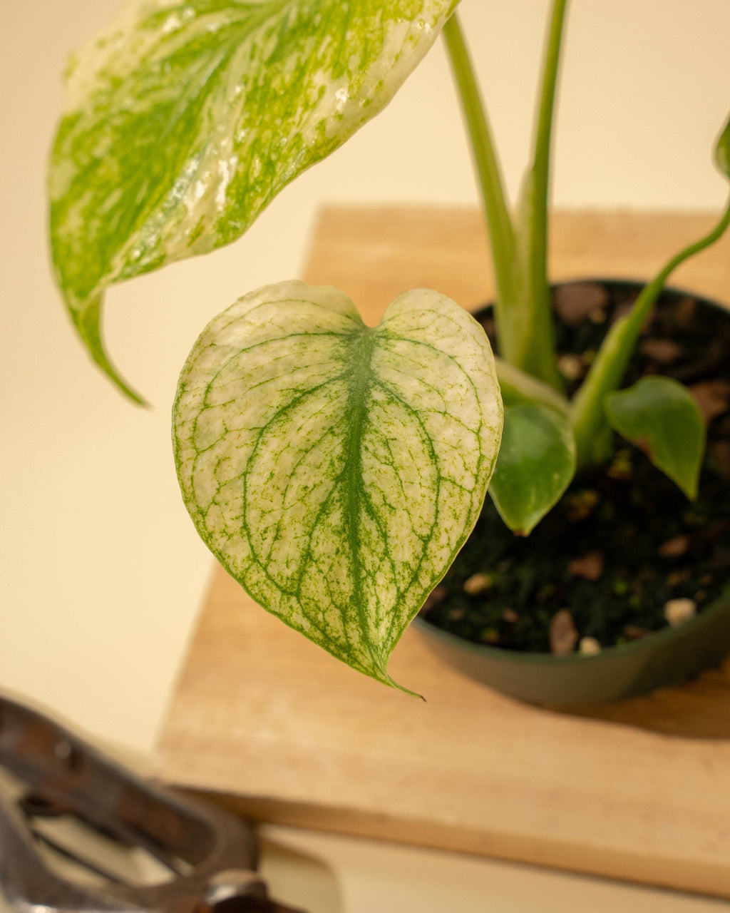 Monstera Mint in 4" Pot - New Leaves Emerging Minty Green