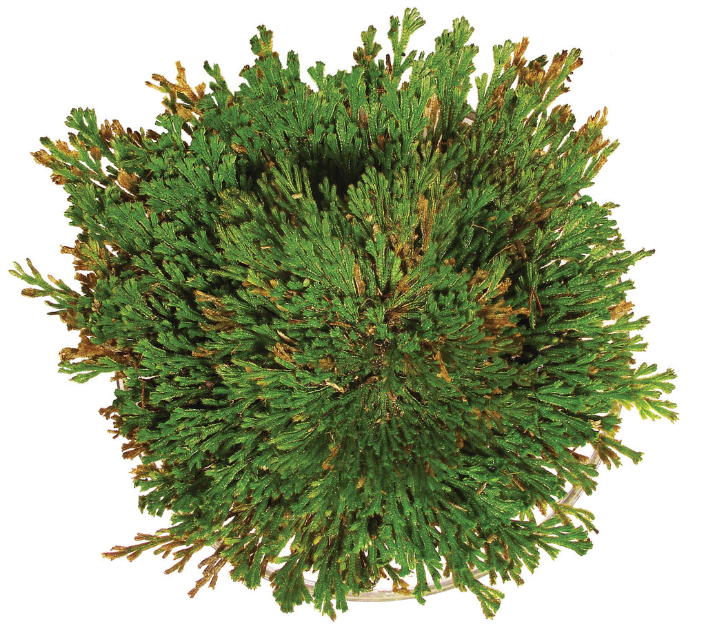 Resurrection Plant