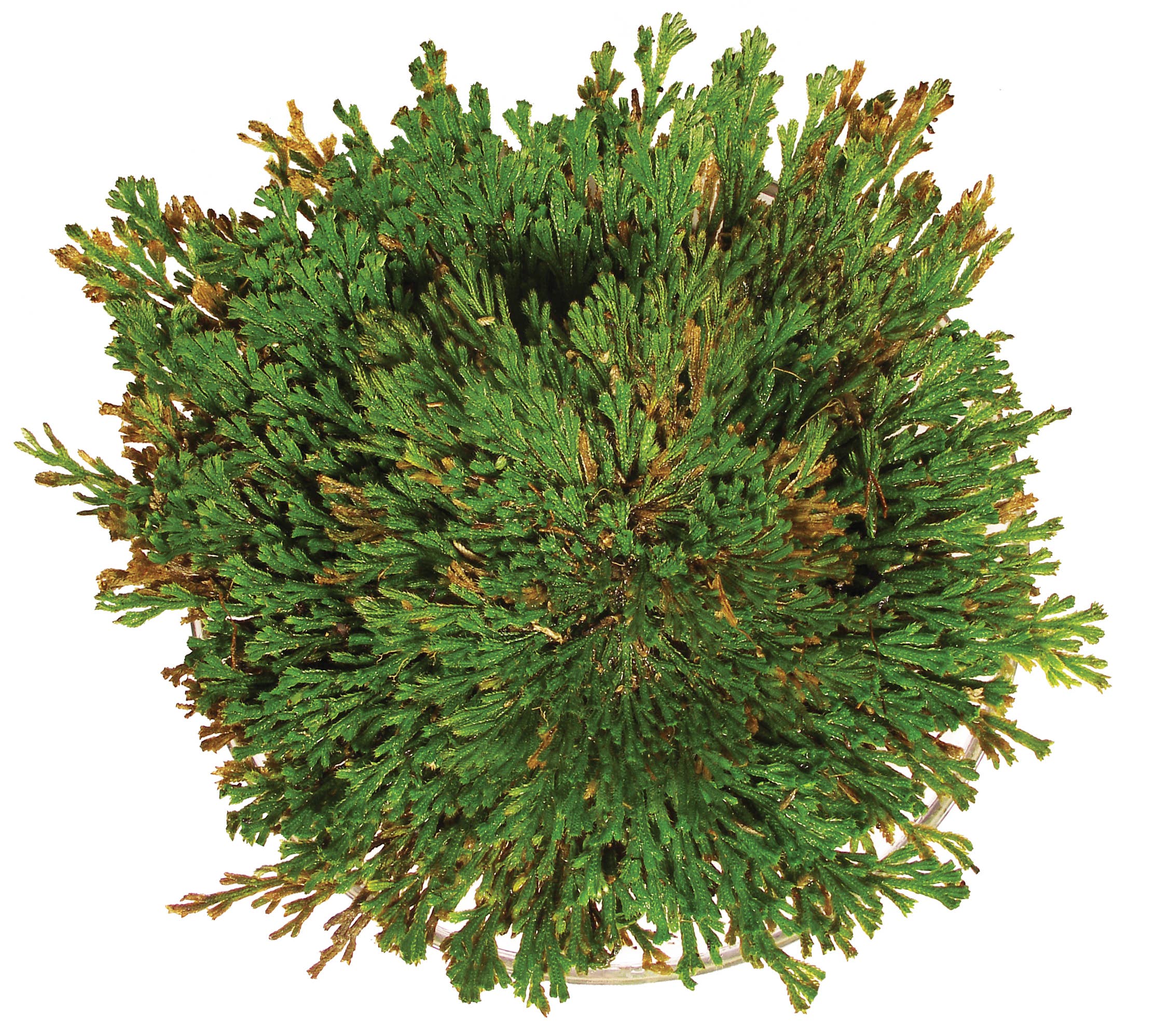 Resurrection Plant