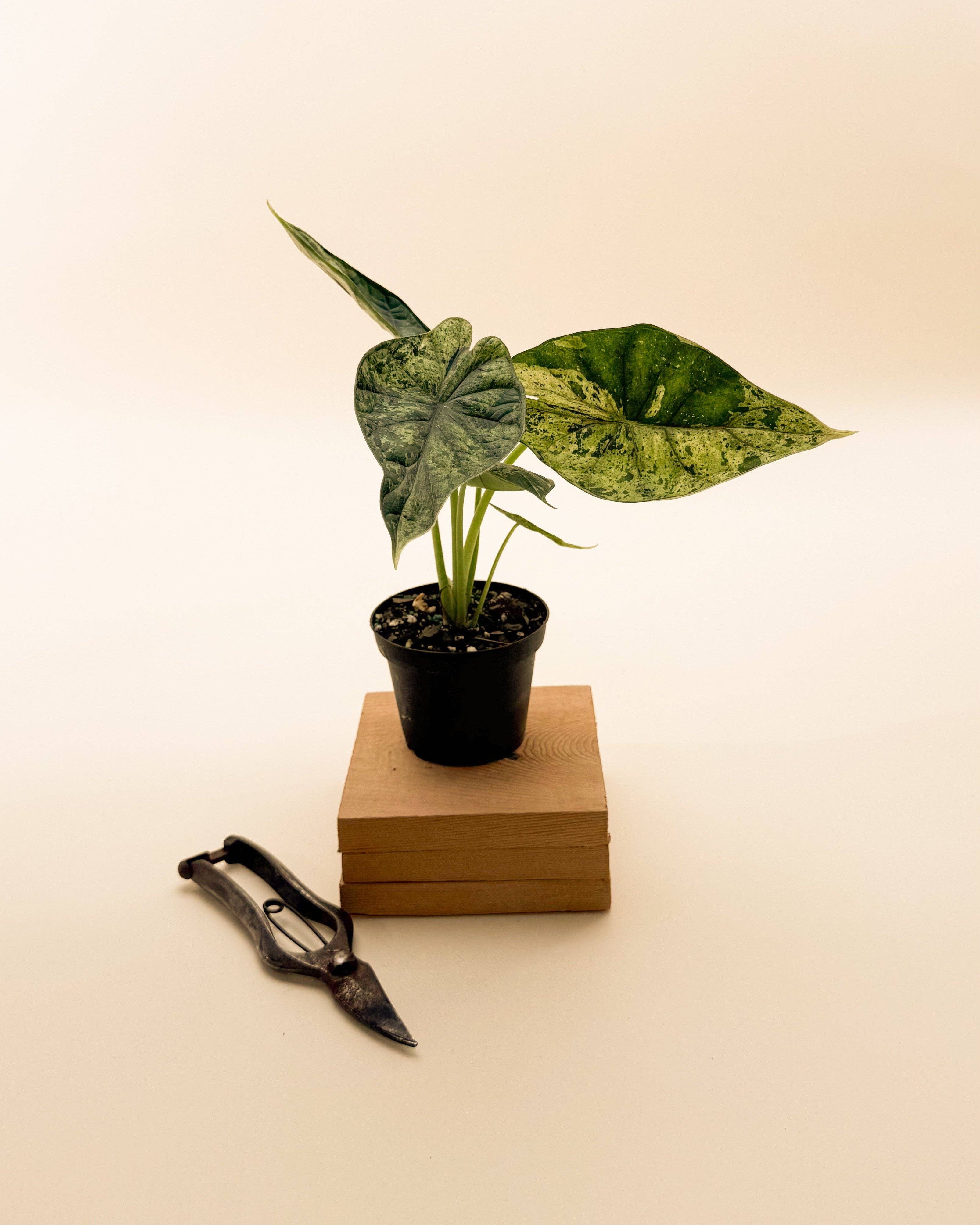 Variegated Alocasia 'Green Dragon Scale Mint' - 4” Pot