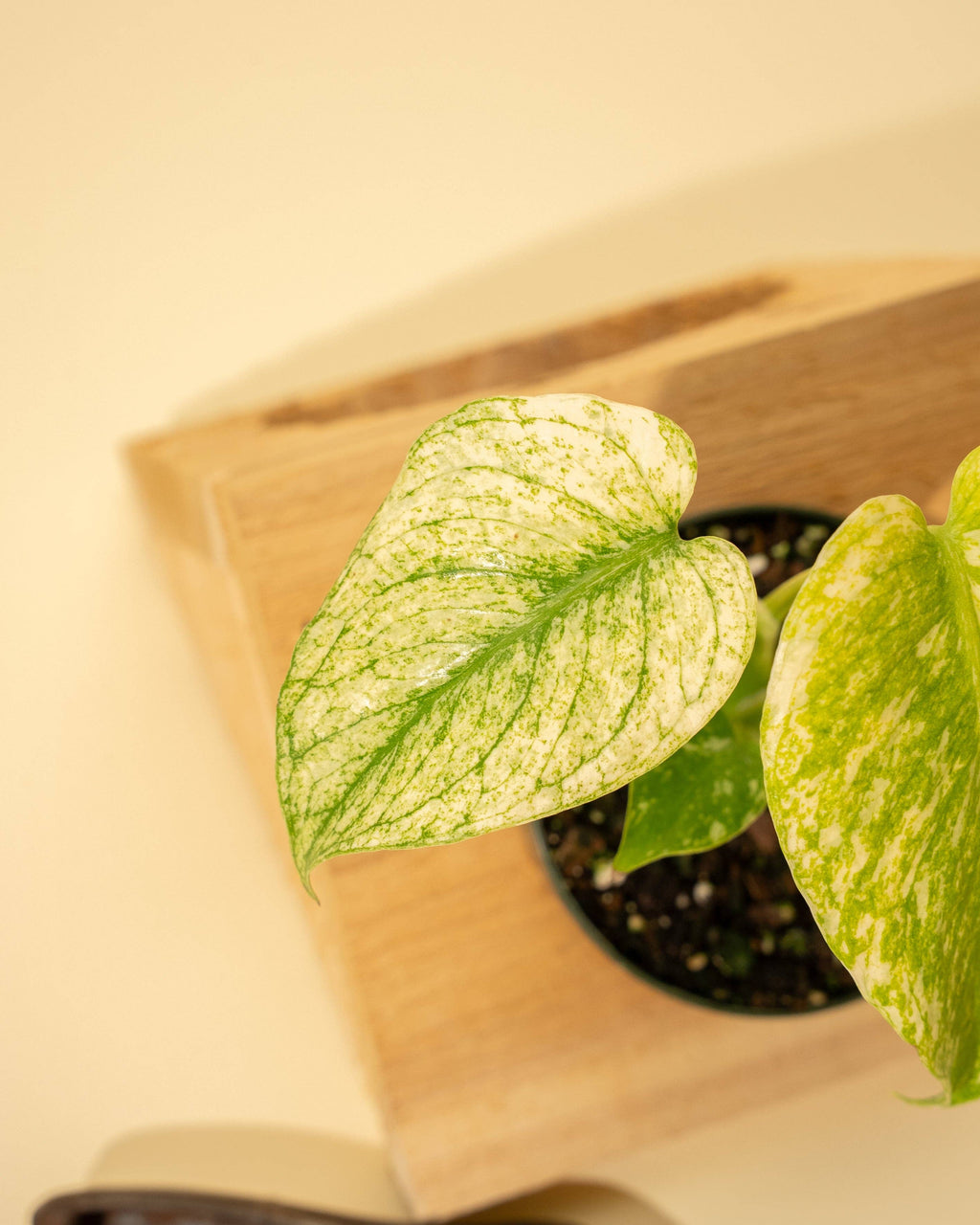 Monstera Mint in 4" Pot - New Leaves Emerging Minty Green