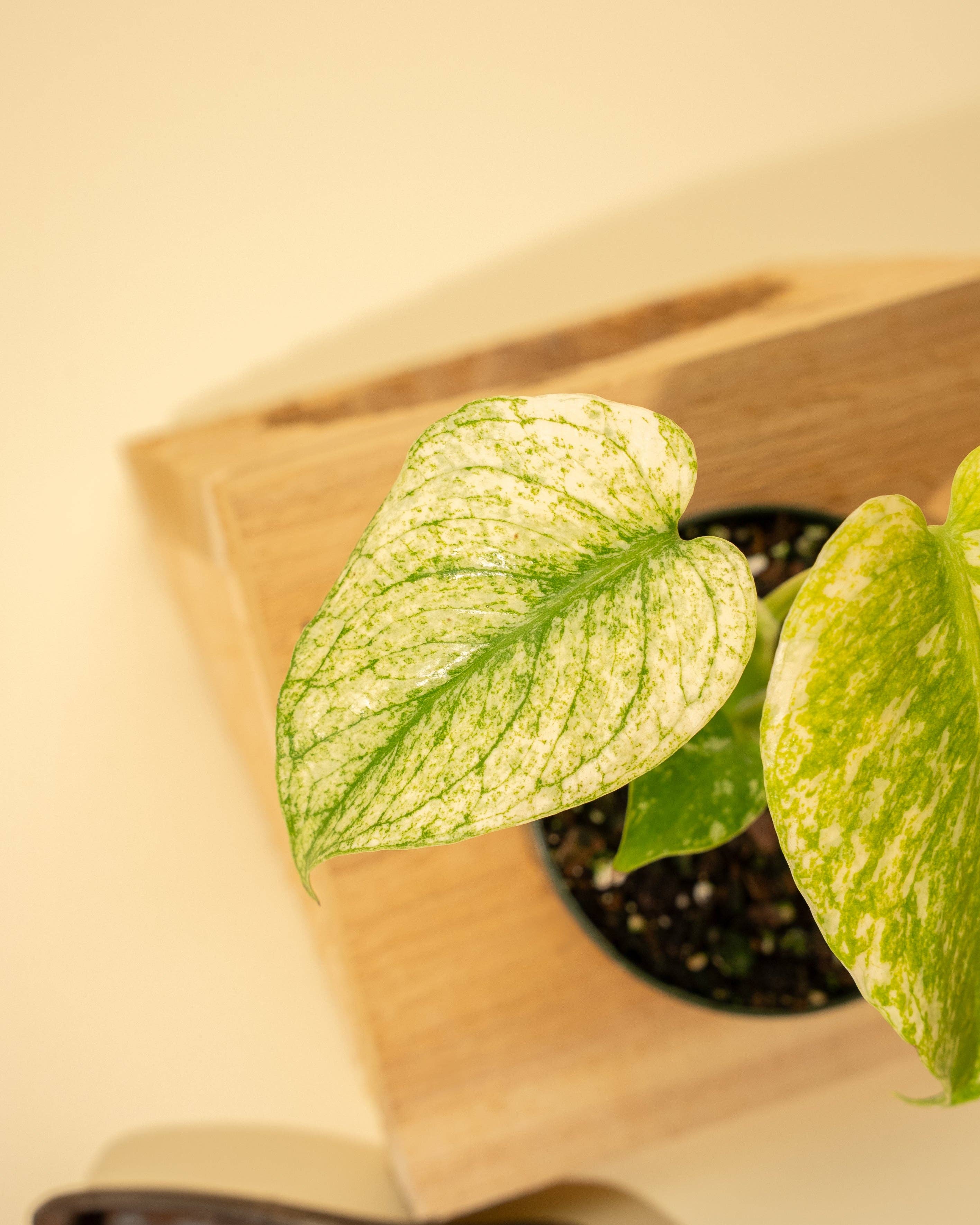 Monstera Mint in 4" Pot - New Leaves Emerging Minty Green